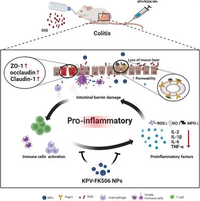 PepT1-targeted nanodrug based on co-assembly of anti-inflammatory peptide and immunosuppressant for combined treatment of acute and chronic DSS-induced ColitiS